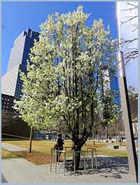 9-11 survivor tree