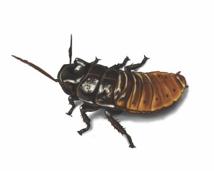 madagascar-hissing-cockroach-illustration_1500x1200